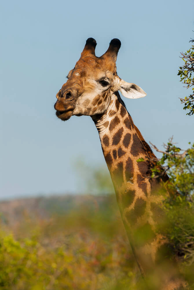 Tanzania: Uno de los mejores destinos para realizar un safari