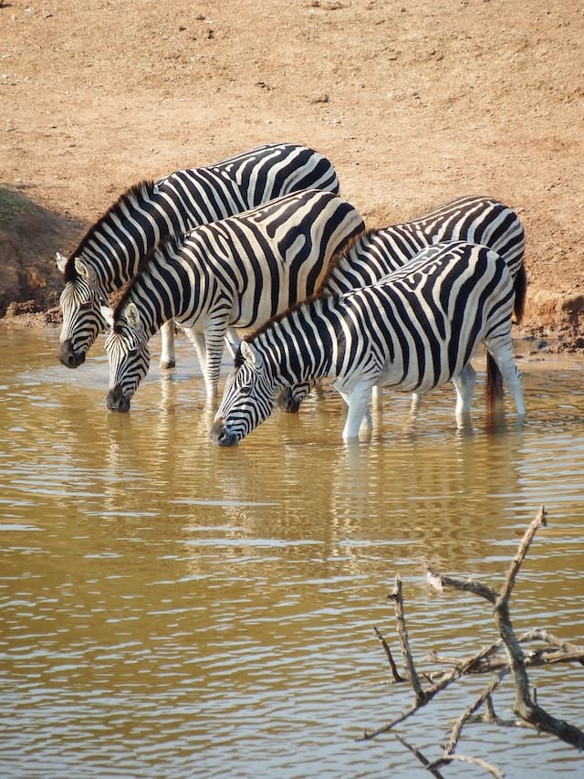 Sudáfrica salvaje